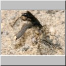 Pompilus cinereus - Wegwespe w50e mit Arctosa perita - Wolfspinne - Teverener Heide.jpg